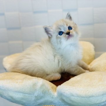 ラグドール【千葉県・男の子・2023年11月22日・シールリンクスポイントミテッド】の写真「超人懐こく甘えんのトラちゃん❣️遺伝子クリア✨」