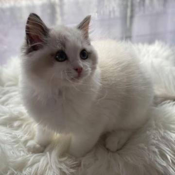 ラグドール【千葉県・男の子・2022年11月27日・ブルーポイントバイカラー】の写真「超人懐こく甘えん坊遊びが大好き❣️ 遺伝子クリア」