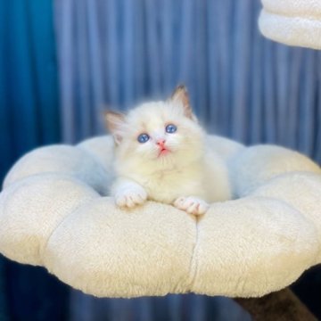 ラグドール【千葉県・女の子・2023年5月20日・シールポイントバイカラー】の写真「大きくて明るい目は最も魅力的な特徴の一つ超人懐こく」