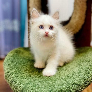 ラグドール【千葉県・男の子・2024年6月25日・ブルーポイントバイカラー】の写真「❣️強靭な体格、引き締まった筋肉、王者の風格✨」