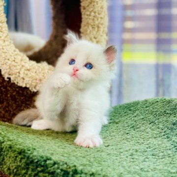 ラグドール【千葉県・男の子・2024年3月5日・ブルーポイントバイカラー】の写真「完璧な顔、海のよブルー目 超甘え坊、抱っこ大好き✨」