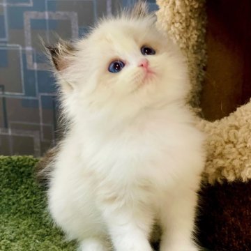 ラグドール【千葉県・女の子・2024年9月3日・シールポイントバイカラー】の写真「無邪気で愛らしい表情を湛えており、見る人の心を惹き」