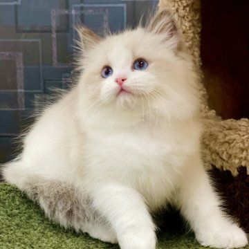 ラグドール【千葉県・女の子・2024年10月10日・ブルーポイントバイカラー】の写真「まるで輝く星のように人々を魅了し、唯一無二の存在」