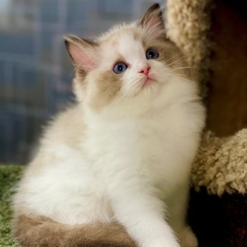 ラグドール【千葉県・男の子・2024年8月31日・シールポイントバイカラー】の写真「被毛は絹のように柔らかく、毛は密で、手触りは滑らか」