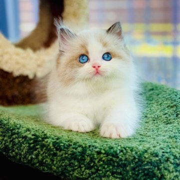 ラグドール【千葉県・男の子・2024年2月15日・シールポイントバイカラー】の写真「GW キャンペーン心を奪う家族を探す❣️」