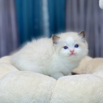 ラグドール【千葉県・男の子・2023年3月22日・シールポイントバイカラー】の写真「ふわふわで甘えん坊な❣️子骨格もしっかりとして❣️」