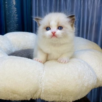 ラグドール【千葉県・男の子・2023年3月22日・シールポイントバイカラー】の写真「広い口カバーが可愛い姿を現している完璧な組み合わせ」