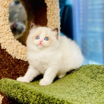 ラグドール【千葉県・男の子・2024年2月2日・シールポイントバイカラー】の写真「完璧に上がった口元、完璧な八割り❣️ 王者の風格」