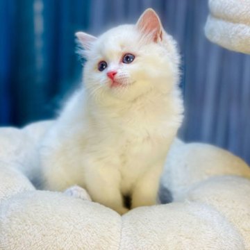 ラグドール【千葉県・女の子・2023年5月19日・シールリンクスポイントバイカラー】の写真「活気と童趣があり、超人懐こく甘えん坊❣️女の子」