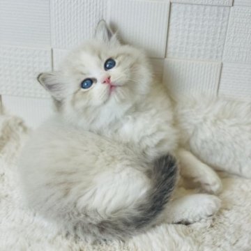ラグドール【千葉県・男の子・2023年10月14日・シールリンクスポイントバイカラー】の写真「超人懐こく甘えん坊❣️遊びが大好き 遺伝子検クリア」