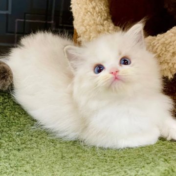 ラグドール【千葉県・男の子・2024年9月3日・ブルーリンクスポイントバイカラー】の写真「体格が均整で、優雅な体の構造があり、口輪郭が幅広く」