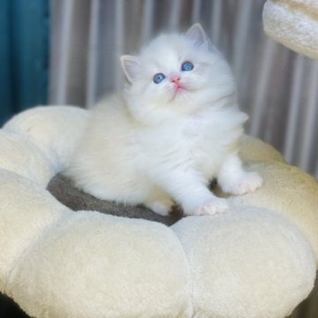 ラグドール【千葉県・女の子・2023年8月26日・ブルーリンクスポイントバイカラー】の写真「✨完璧な額の湾曲タイトで短い鼻❣️ 遺伝子クリア」