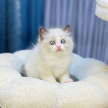 ラグドール【千葉県・男の子・2023年4月19日・シールポイントバイカラー】の写真「筋肉質で重量感がある体格、ふわふわで甘えん坊❣️」