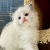 ラグドール【千葉県・男の子・2024年11月9日・ブルーポイントバイカラー】の写真1「まるで静かな小さな天使のようで、見る人の目を惹きつけて離しません」