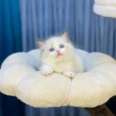 ラグドール【千葉県・女の子・2023年5月20日・シールポイントバイカラー】の写真1「大きくて明るい目は、最も魅力的な特徴の一つです❣️」