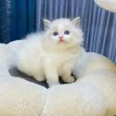 ラグドール【千葉県・女の子・2023年5月19日・シールリンクスポイントバイカラー】の写真1「マフラーがふわふわして柔らかく、大きなしっぽが柔らかく光沢がある 心から陥落した。」