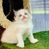 ラグドール【千葉県・男の子・2024年3月25日・シールポイントバイカラー】の写真1「驚くほど濃いブルーの瞳、筋肉質で重量感がある体格」