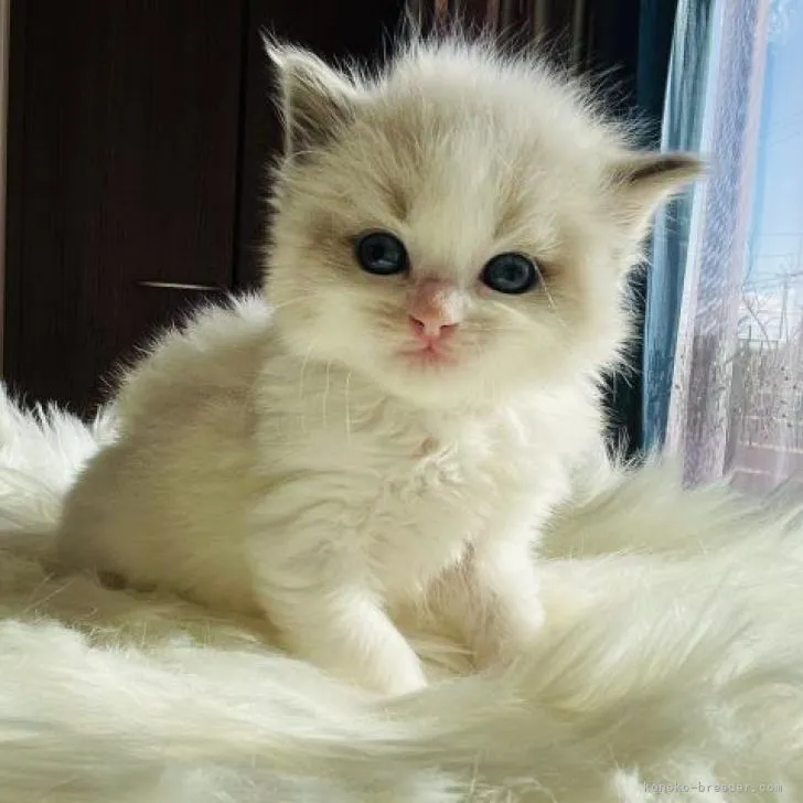 ID：2301-00162の子猫