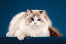 ラグドール【・女の子・2024年2月16日・シールリンクスポイントバイカラー】