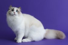 ラグドール【・男の子・2024年9月18日・ブルーポイントバイカラー】