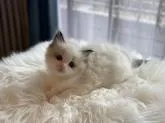 ラグドール【千葉県・女の子・2023年1月17日・シールポイントバイカラー】の写真3「生後39日❣️」
