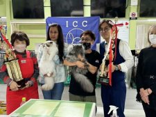 ラグドール【・男の子・2024年2月2日・シールポイントバイカラー】