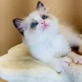 ラグドール【千葉県・男の子・2023年12月13日・シールポイントバイカラー】の写真3「人懐こく甘えん坊な抱っこが大好き❣️」