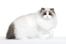 ラグドール【・女の子・2023年7月5日・ブルーポイントバイカラー】