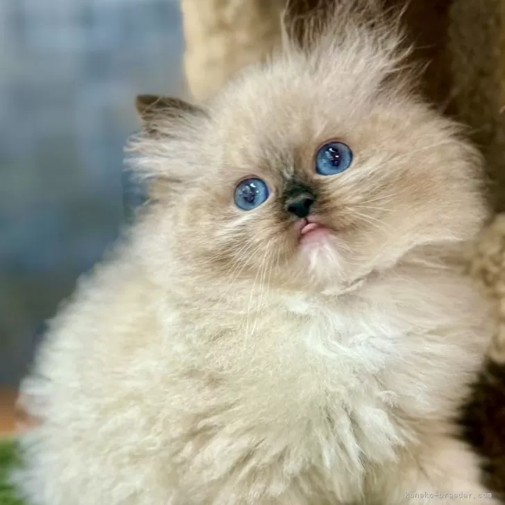 ラグドール【千葉県・女の子・2025年9月20日・シールポイントミテッド】の写真1