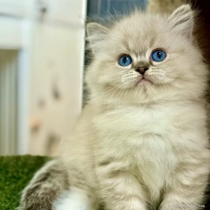 hm 様のお迎えした子猫