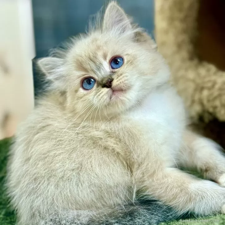 H.T 様のお迎えした子猫