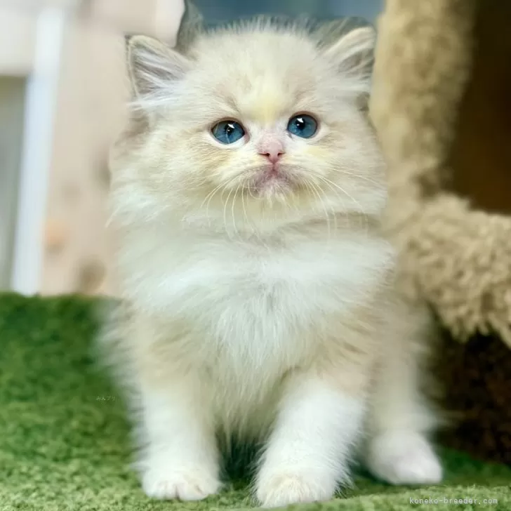 H.H 様のお迎えした子猫