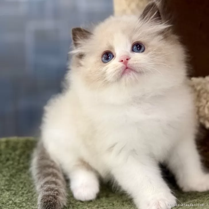 chirol 様のお迎えした子猫