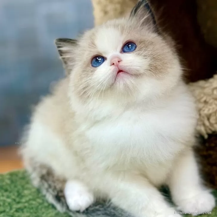 ID:2508-02947の子猫