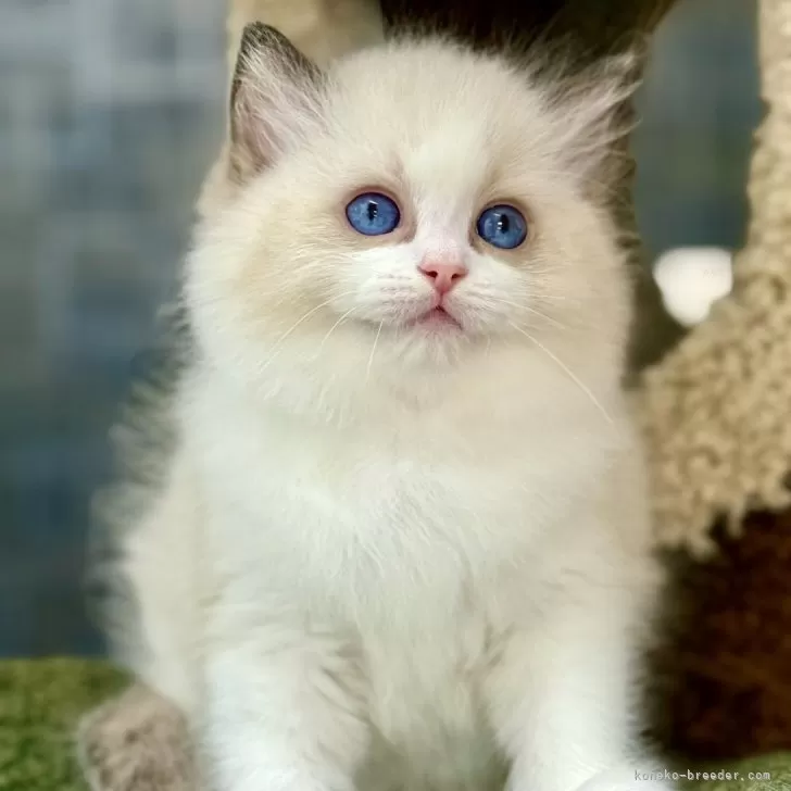 ラグドール【千葉県・男の子・2025年9月17日・シールポイントバイカラー】の写真1