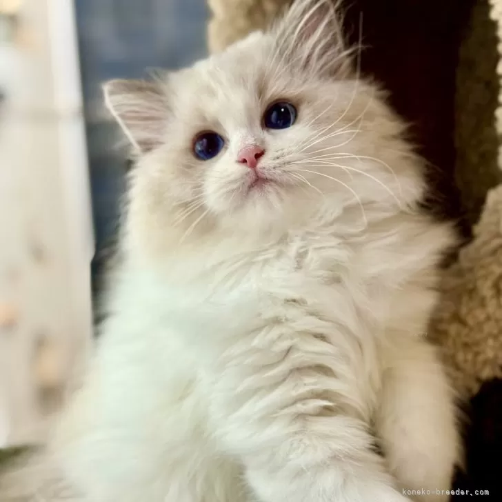 ID：2509-01281の子猫