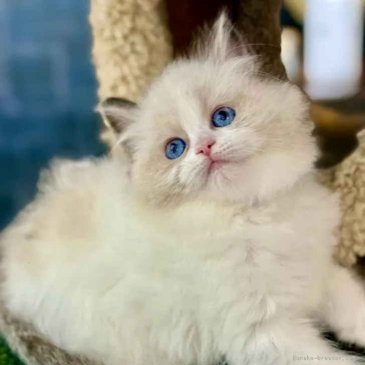 ID:2505-03328の子猫