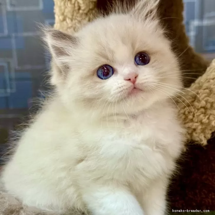 ID:2505-02947の子猫