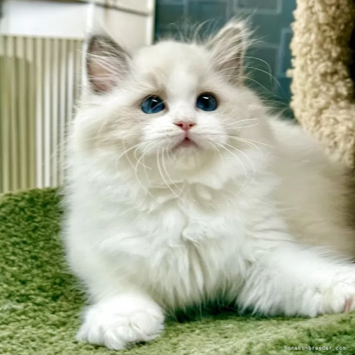 K.F 様のお迎えした子猫