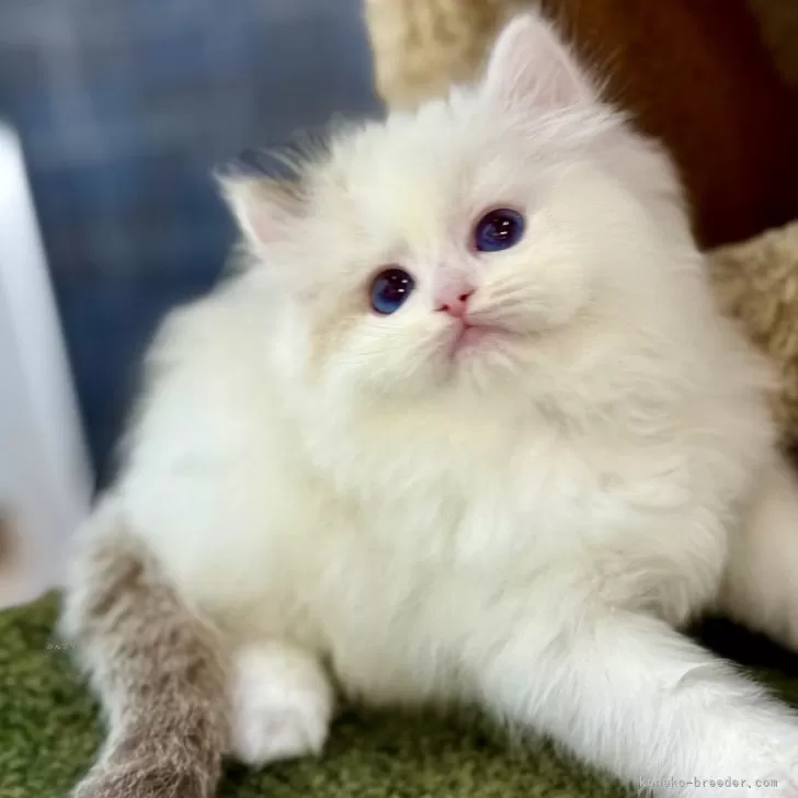 K.Ｉ 様のお迎えした子猫