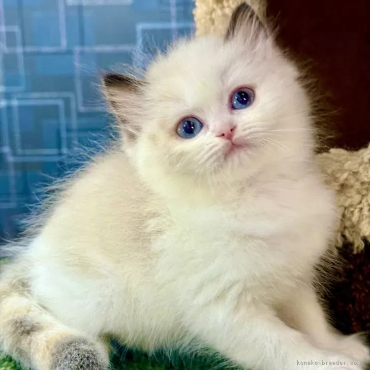 ID：2506-01464の子猫