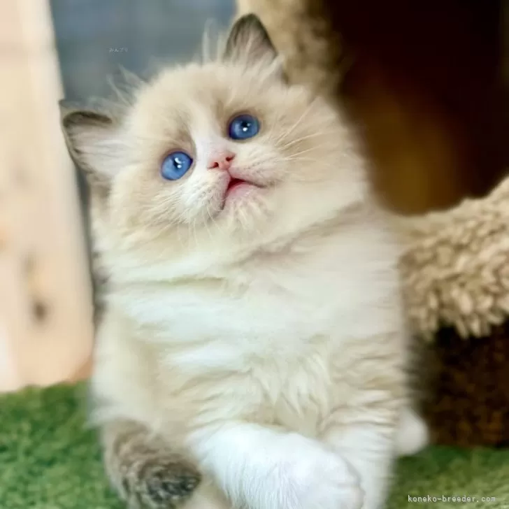 ラグドール【千葉県・男の子・2025年10月30日・シールポイントバイカラ】の写真1