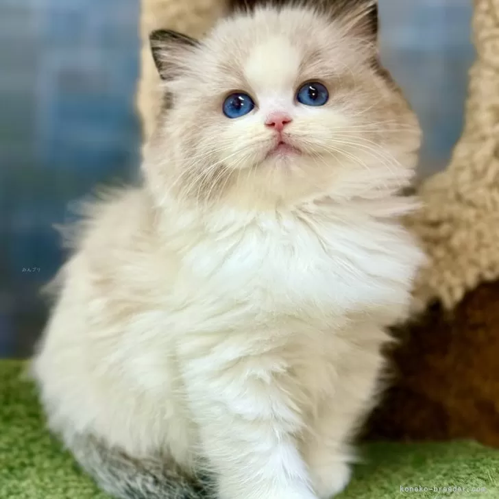 ID：2505-02905の子猫