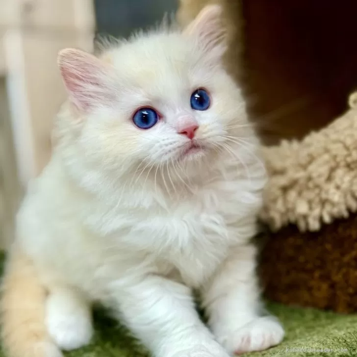 ID：2509-01030の子猫