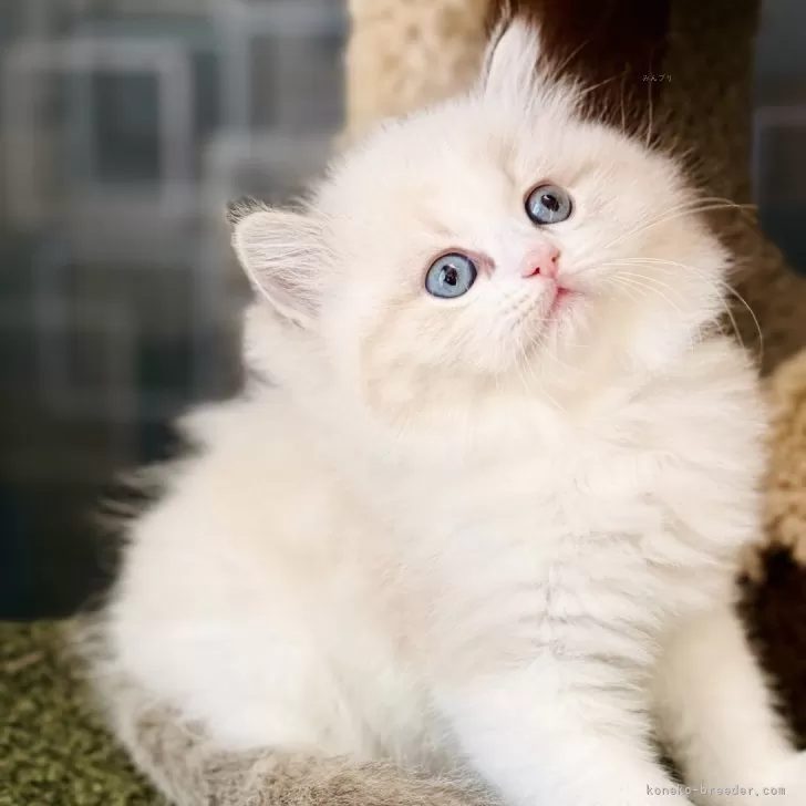 H.G 様のお迎えした子猫