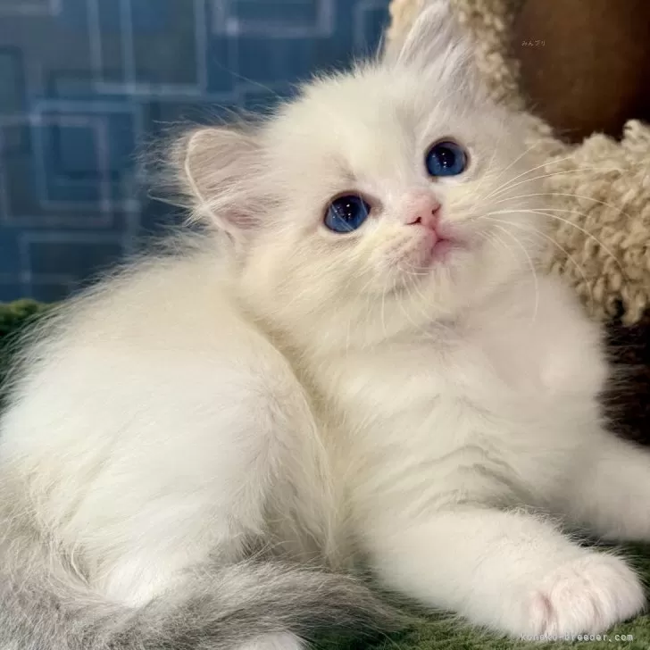 ID:2504-01737の子猫