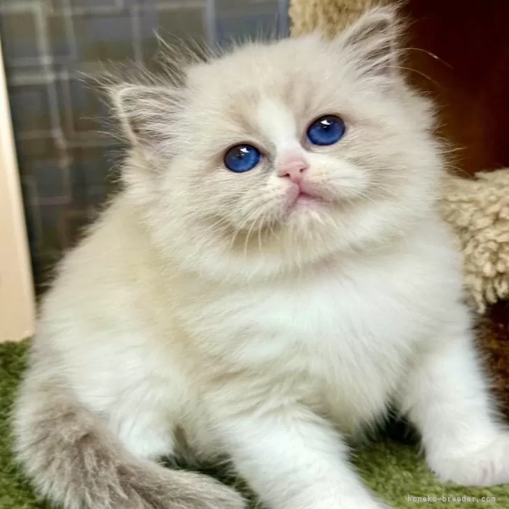 ID：2508-02957の子猫