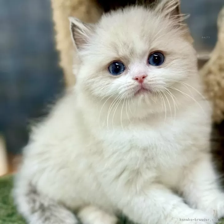 Y.M 様のお迎えした子猫