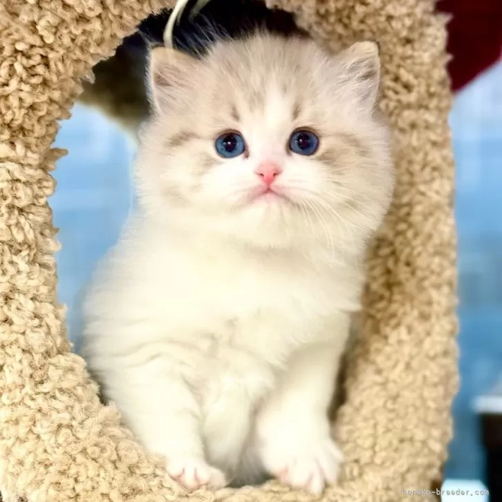 D.I 様のお迎えした子猫
