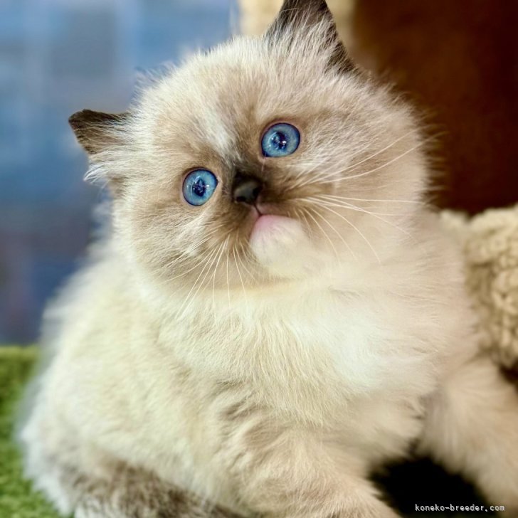 H.Ｉ 様のお迎えした子猫